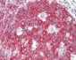 RPL4 / L4 Antibody (clone 4A3)